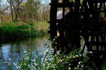<p>Is Thunberg's meadowsweet starting to bloom?</p>