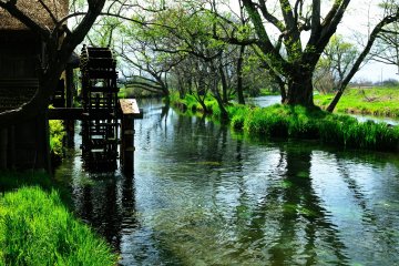 <p>It was warm, and the greens looked fresh under the spring sunshine</p>