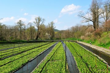<p>The peaceful sight of a wasabi farm stretching into the spring haze</p>