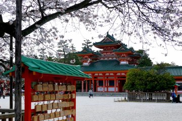 The bough of a cherry tree frames a view of the red and green shrine