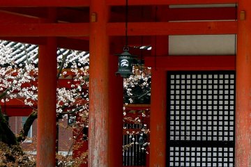 The blossoms are a wonderful counterpoint to the rich vermilion color of the shrine