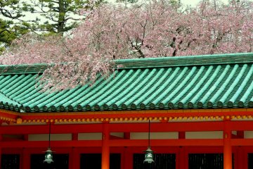 Weeping cherry spilling out of the inner garden at Heian Shrine