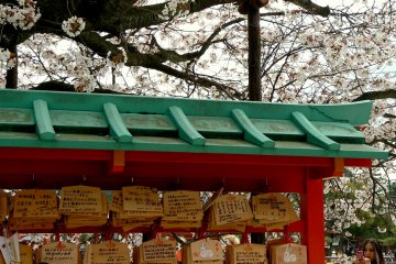 A cherry tree extends its sheltering branched over the requests written on ema boards