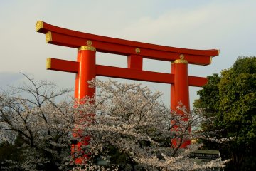 Heian Shrine's big torii rising above the cherry blossom along the canal on Niomon Dori