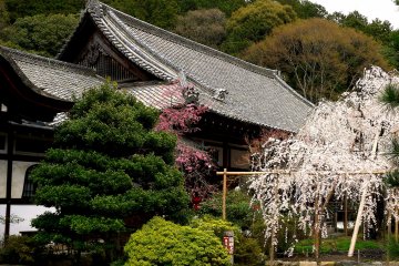 Cherry Blossoms at Bishamon-do