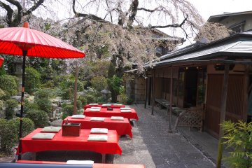 <p>Deretan bangku merah untuk minum teh di bawah pohon bunga sakura</p>