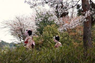 <p>Dua wanita muda berkimono mewah ala maiko</p>