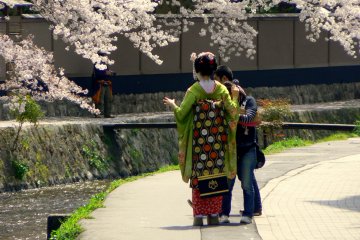 <p>Maiko yang lainnya di bawah pohon sakura</p>