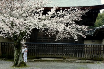 <p>Seorang wanita di bawah pohon sakura tua</p>
