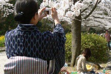<p>Kimono dan bunga sakura yang sedang mekar</p>