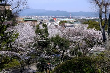 <p>View of the big red torii of Heian Shrine from the hillside above Keage Incline</p>