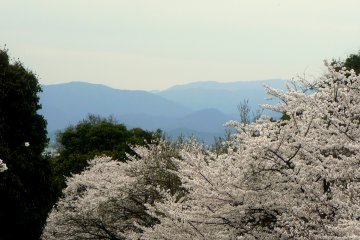 <p>Blue hills of Kyoto seen over the the cherry blossoms at Keage Incline</p>