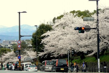 <p>Keage corner is always busy in spring</p>