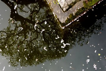 Kelopak dan pantulan kolam
