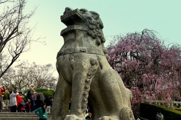 Patung singa penjaga dengan latar belakang sakura