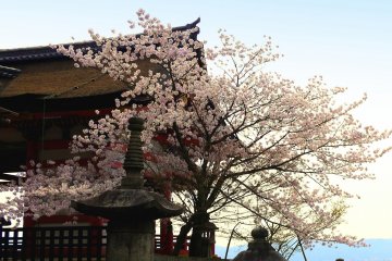 Pohon sakura cantik di samping gerbang