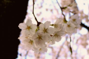 Blossoms Along Philosopher's Path