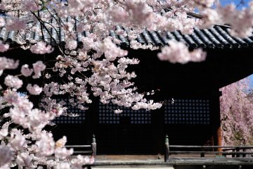 ดอกซากุระที่วัด Dojoji 