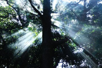<p>I visited early in the morning to find brilliant morning sunshine filtering through trees!</p>
