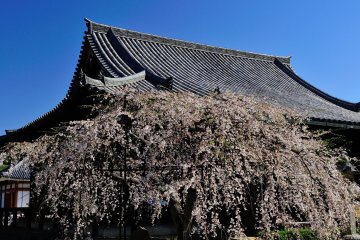 <p>A weeping cherry tree beside the main hall. I was lost for words before its beauty!</p>