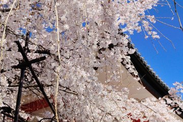 <p>Cascading cherry boughs beside Taiho-den Hall</p>