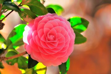 <p>This Yae camellia standing out in scenery monopolized by cherry blossoms was refreshing to my eyes</p>