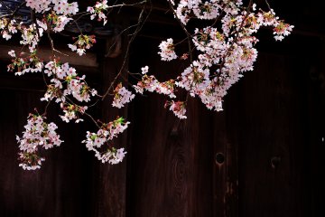 Kombinasi sempurna antara gerbang kayu tua dan bunga sakura