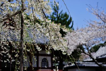 Pohon sakura yang merunduk di depan Aula Fudo. Bunga sakura menyala pada batang-batangnya, terlihat lentur layaknya pohon willow