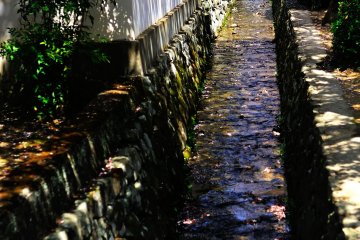 Kelopak sakura mengalir di parit