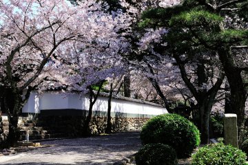 Saya berjalan sambil dijatuhi kelopak sakura pada jalan setapak.
