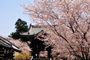 <p>Everyone who was passing through the middle gate looked up and admired the gorgeous cherry blossoms</p>