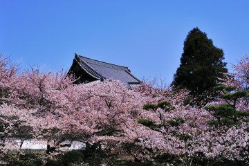 <p>This main hall's roof is the largest roof of those of 33 Saigoku pilgrimage temples (Kansai region). The cherry blossoms are so impressive!</p>