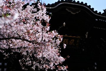<p>Beautiful cherry blossoms and the temple sign 'Fu-mo-zan' hanging from the eaves of the middle gate</p>
