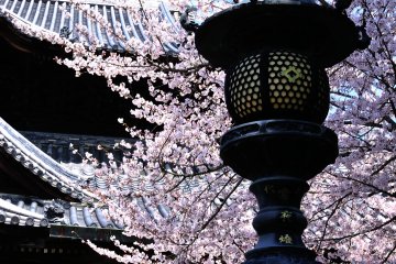 <p>I prayed at the main gate which was decorated in cherry blossom colors, and offered my expression of gratitude</p>