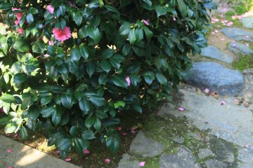 <p>Camellia</p>