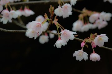 <p>Mekarnya Hachisuka-Sakura lebih anggun dibanding mekarnya&nbsp;Kan-Sakura lain</p>