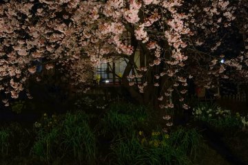 <p>Ada banyak bunga-bunga cantik seperti dafodil yang juga mekar di taman</p>