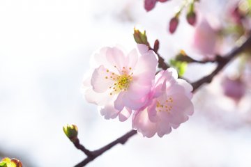 <p>Literally, it was a perfect day for cherry blossoms!</p>