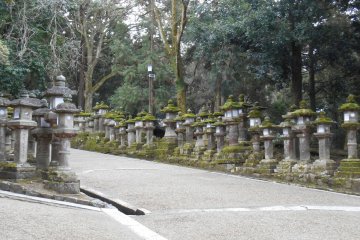 <p>Path lined with stone lanterns</p>