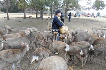 <p>Snack time for the deer in Nara park</p>