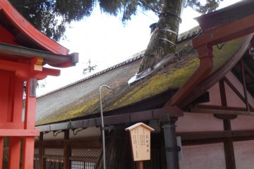 <p>A hole has been built into the roof of Naoraiden Hall to let this tree grow</p>