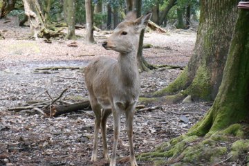 <p>This deer just heard the sound of a horn</p>