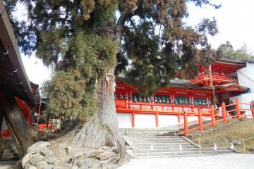 <p>The Chumon, gate of the main shrine</p>