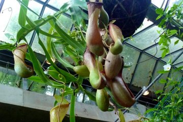 Berbagai jenis tanaman dan bunga lain selain anggek juga bisa dijumpai dan dinikmati keindahannya.