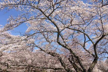 Mikamine Park Revisited for Hanami