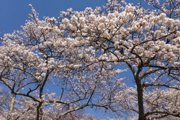<p>There are some extremely tall trees in this park.</p>