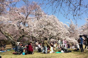 <p>It's an excellent location for a picnic.</p>