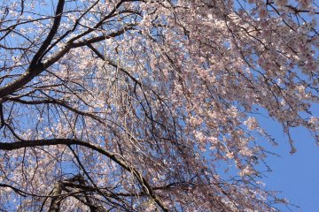<p>As the branches slightly flutter in the wind, they seem to beckon to you to draw nearer.</p>