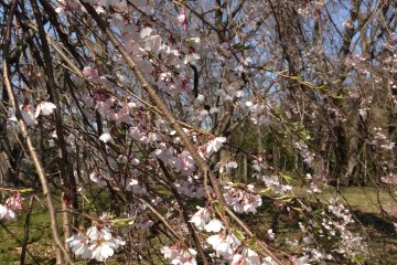 <p>There are a few of the trees with drooping branches.</p>