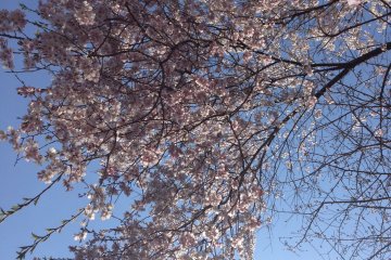 <p>Looking up.</p>